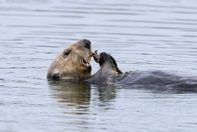 A sea otter eating a crab in Monterey Bay, California.
