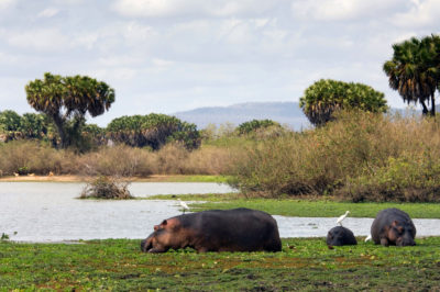 The Selous Game Reserve in Tanzania. Under a preliminary agreement, Singapore-based GreenCop Development would sell carbon credits generated by the reserve.