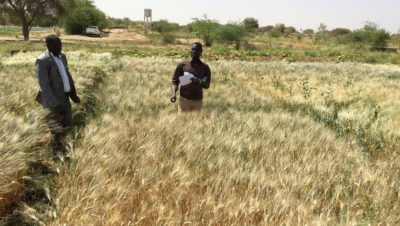 Researchers examine a heat-tolerant durum wheat variety planted in the Senegal River Basin.