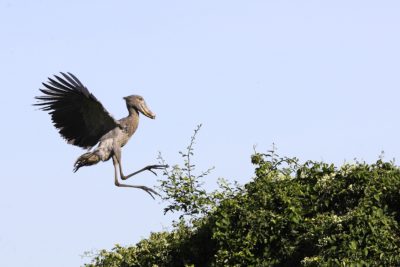A majority of the world's shoebill storks are found in the Sudd.