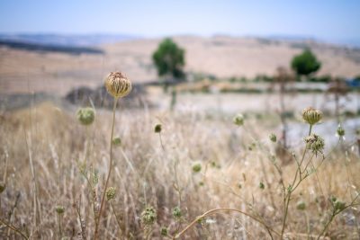 Poppy growing in Sicily.