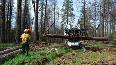 A maintenance crew removes dead trees in Sierra National Forest in California in 2017.