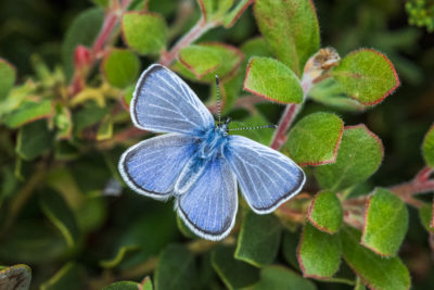A Silvery Blue butterfly.