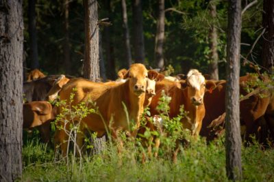 Cattle graze among trees in Marshall, Texas.