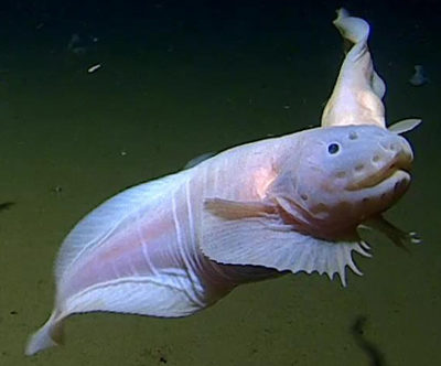 A snailfish discovered five miles beneath the ocean surface.