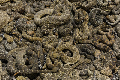 The snake pit at the 2015 Rattlesnake Roundup in Sweetwater, Texas.