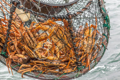  Snow crabs caught in a crab pot.