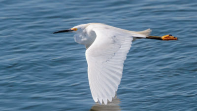 Snowy egrets, once coveted for their feathers to decorate women's hats, is now protected under the Migratory Bird Treaty Act..