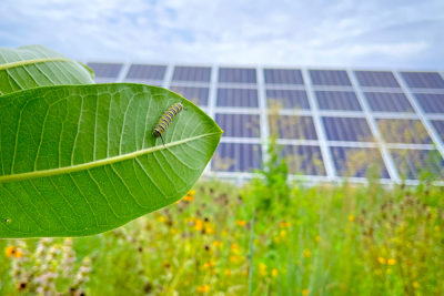 A monarch caterpillar on a common milkweed leaf at a solar farm in Minnesota.