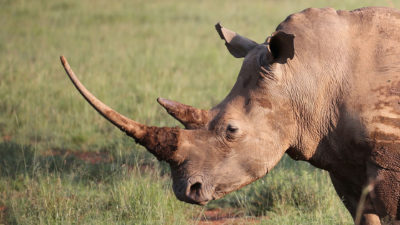 A rhino in South Africa.