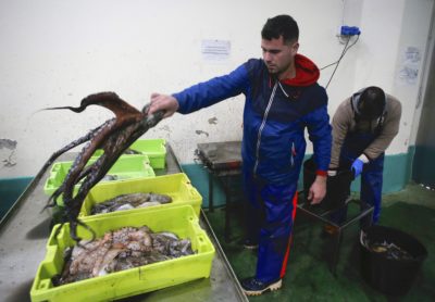 Octopuses unloaded at a fish market in Lugo, Spain.