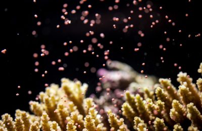 Corals grown at the Australian Institute of Marine Science release pink bundles containing both eggs and sperm.