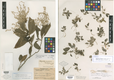 Specimens of an extinct Mangarevan chaff flower (left) from French Polynesia and an extinct Degener’s peperomia (right) from Hawaii.