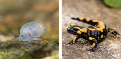 A Rhön spring snail (left) and fire salamander (right) found around springs in Germany.