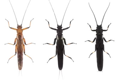 Dark Zelandoperla stoneflies (middle) mimic poisonous Austroperla stoneflies (right). With the decline of Austroperla, Zelandoperla stoneflies have grown lighter in color (left).