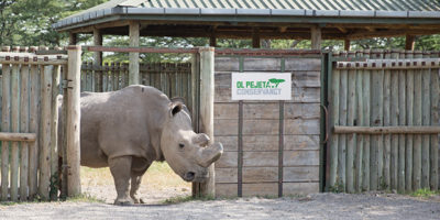 The world's last male northern white rhino at the Ol Pejeta Conservancy in Kenya.