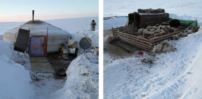 In Sukhbaatar province, a nomadic ger buried in snow (left) and a sheep pen with corpses piled up outside the fence (right).