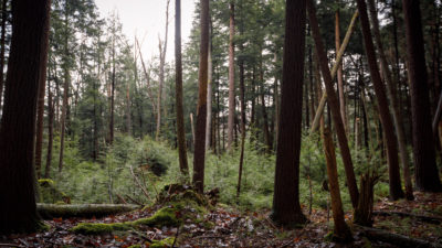 Family-owned forests, such as Susan Benedict's (above), comprise more than a third of U.S. forests.