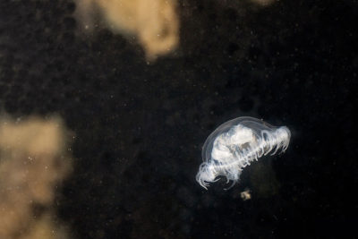 A freshwater jellyfish (Craspedacusta sowerbii).