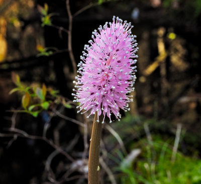 The rare swamp pink plant thrives in the Kirkwood-Cohansey Aquifer’s highly acidic water.