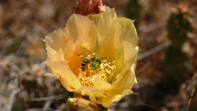 Utah is home to 1,100 wild bee species, including sweat bees, seen here.