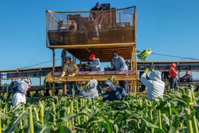 Farmworkers pick sweet corn in Colorado’s Gunnison Valley. The Gunnison is a major tributary of the Colorado, which it joins at Grand Junction.