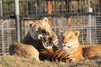 Big cats at the Greater Wynnewood Exotic Animal Park, a private sanctuary featured in the Netflix documentary series Tiger King.