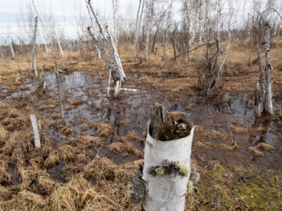 A “drowned” boreal forest in Tanana Flats, Alaska.