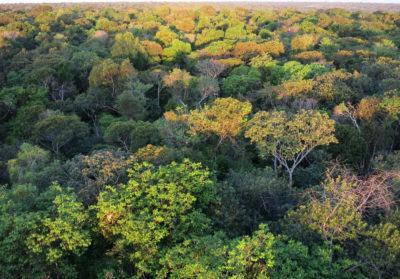The Xingu indigenous reserve, one of the Mato Grosso region's few remaining largely intact areas of forest.