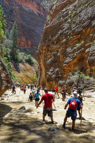 Hikers wade through the Narrows, one of the most popular hikes in Zion National Park, in July 2017.