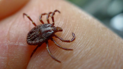 Cases of tick-transmitted Lyme disease in the U.S. have doubled since 2004.