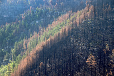 A burn scar left by the 2018 Tinder Fire in the Coconino National Forest in Arizona.
