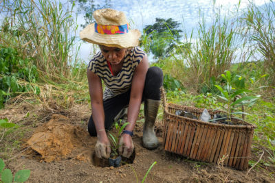 A tree planting in the Democratic Republic of the Congo.