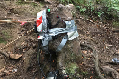 Scientists tracked water and sap flow in a kauri tree stump in New Zealand.