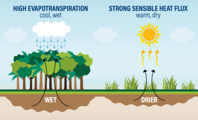 Trees pull water from the ground and release water vapor through their leaves, generating atmospheric rivers of moisture.