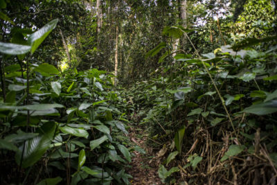 The Tumba-Ledima Reserve in the Democratic Republic of Congo.