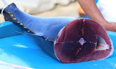 Bluefin tuna for sale at a fish market in Marseille, France.