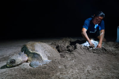 A woman from the town of Barra de Santiago in El Salvador shelters the eggs of an olive ridley sea turtle. 