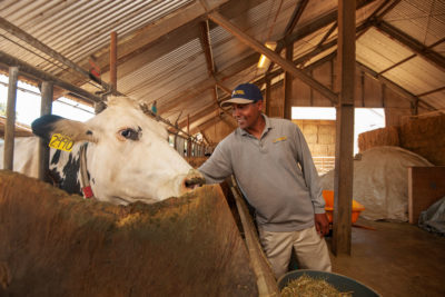 Scientist Ermias Kebreab has studied how to reduce cow methane emissions for more than a decade.