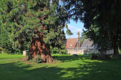 A giant sequoia in Bromyard, England.
