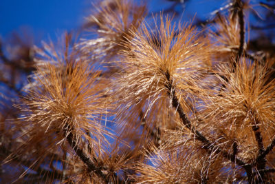 Dead conifer needles in the Sierra National Forest in April 2016.