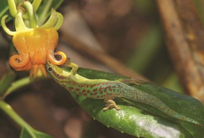 A bluetail day gecko (Phelsuma cepediana) dips into the nectar of a Roussea simplex flower, acting as the only means of pollination for the critically endangered plant on the island of Mauritius in the Indian Ocean.