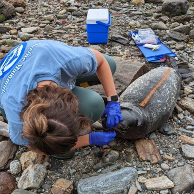 A member of the Marine Mammals of Maine response team swabs a harbor seal to test for avian influenza.