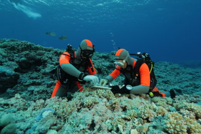 Ecologist Christian Voolstra (left) and a colleague collect fragments of coral for a rapid stress test to determine their resilience.