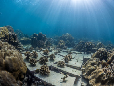 Researchers grow corals on cinder blocks in a nursery in Ko Phi Phi, Thailand. Once reaching a certain size, the corals will be transplanted to a reef targeted for restoration. 