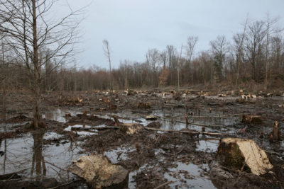 A section of forested wetland in North Carolina, which was cut for wood that was made into pellets for fuel.