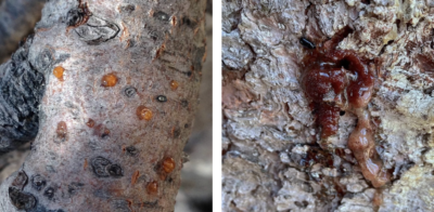 Left: Blister rust on a whitebark pine. Right: A whitebark pine oozes pitch to hinder a mountain pine beetle trying to enter a boring hole.
