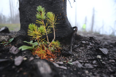 A whitebark pine seedling planted in a forest scorched by wildfire in Glacier National Park.

