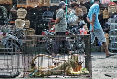 Live animals on sale at the Satria Bird Market in Bali, Indonesia.