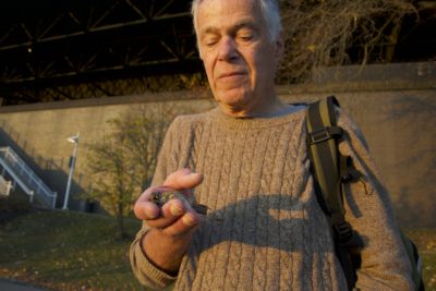 Ornithologist David Willard holds a dead sparrow killed by hitting the McCormick Place building. 